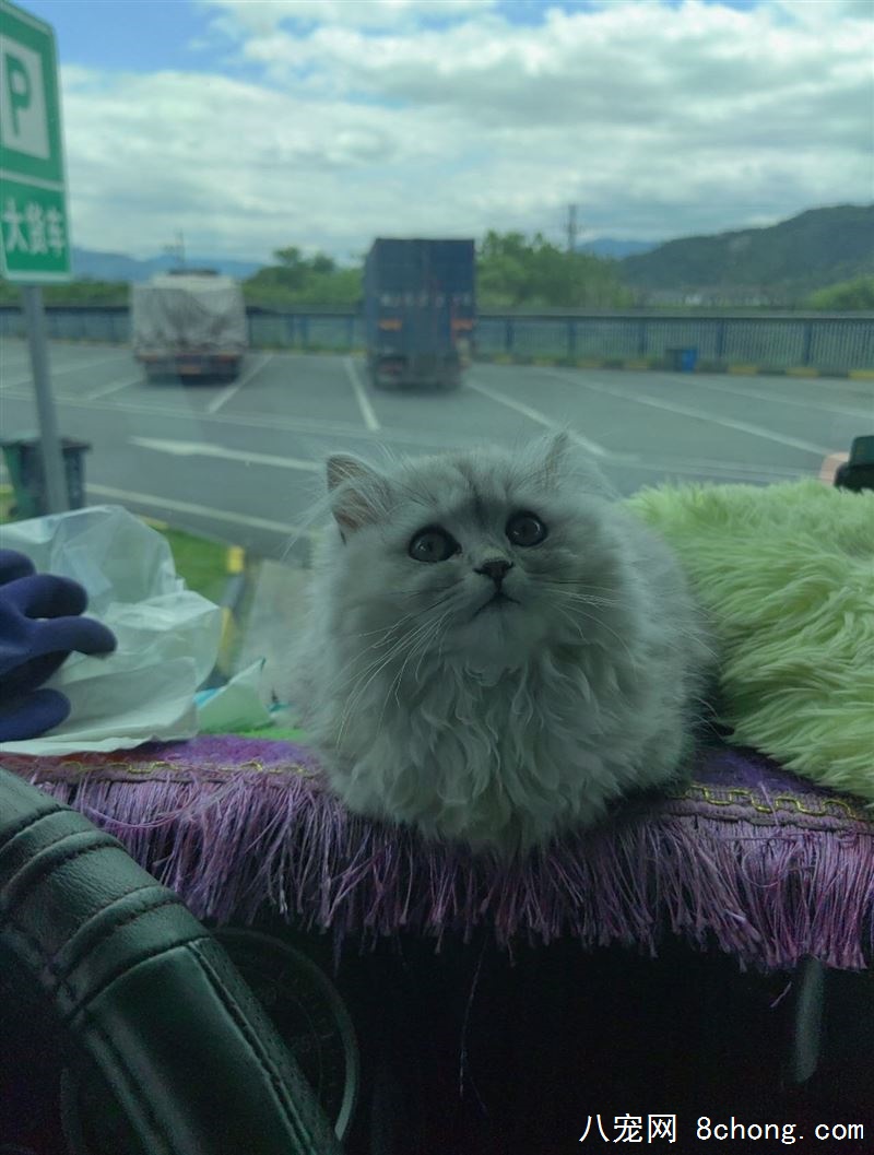 金吉拉银渐层