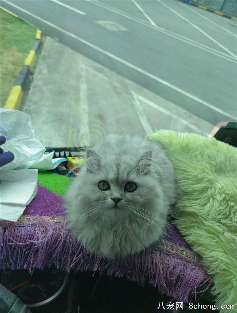 金吉拉银渐层